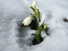 Märzenbecher im Schnee