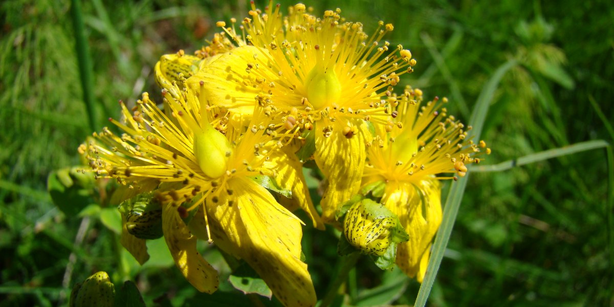 Johanniskraut
