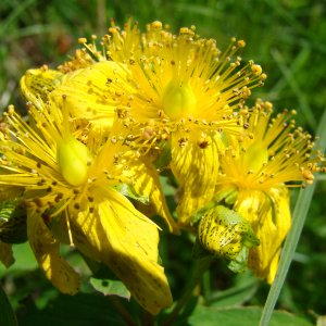 Johanniskraut