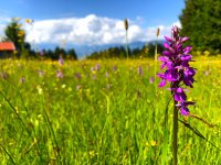 Blumen2