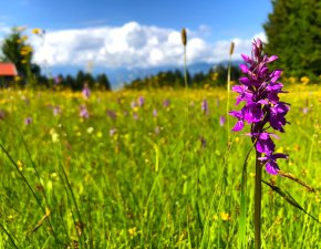 Blumen2
