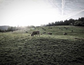Kühe im Morgenlicht