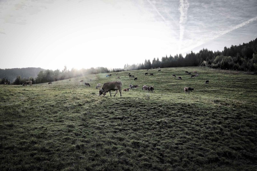 Kühe im Morgenlicht