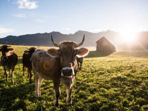 Kuehe-herbst-hoernerdoerfer-allgaeu