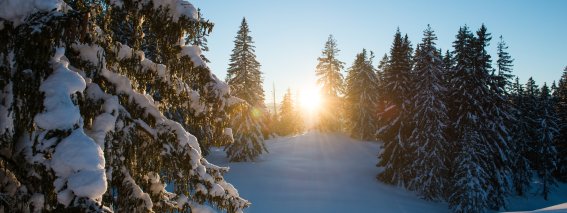 Winter-grasgehren-hoernerdoerfer-allgaeu