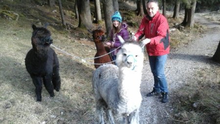 Unsere Alpakas lieben Spaziergänge