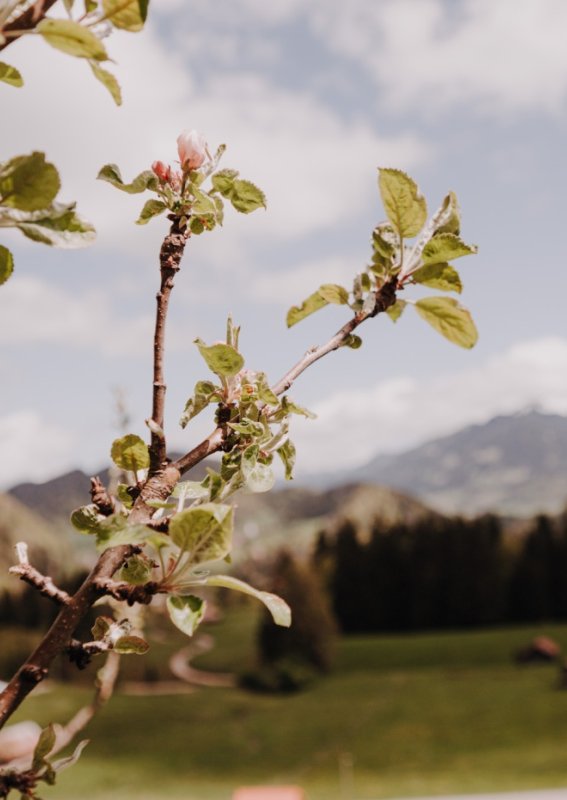 Apfelbaum im Frühling