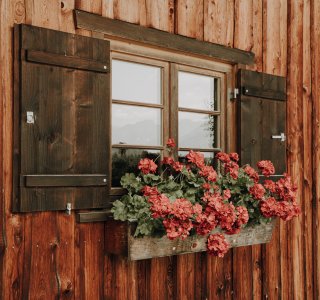 Geranien am Fenster
