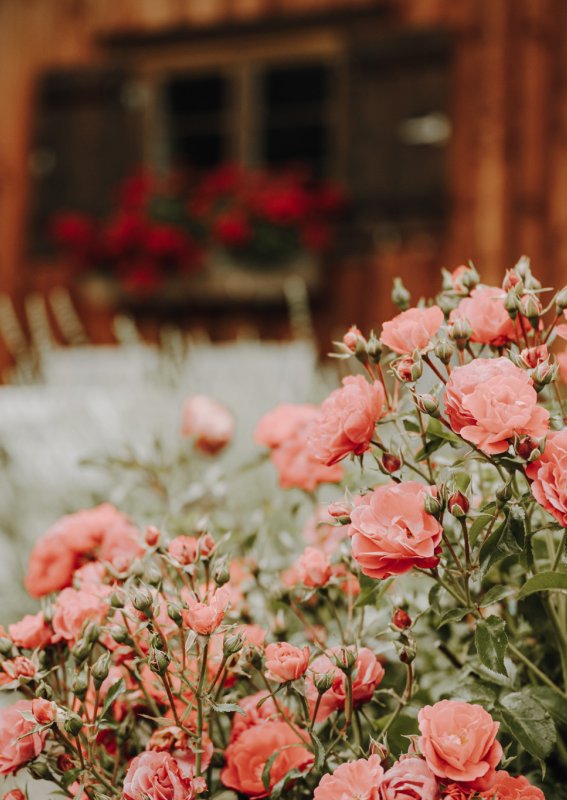 Rosen vor der Alpe