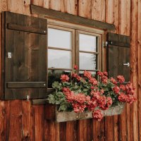 Geranien am Fenster