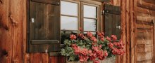 Geranien am Fenster