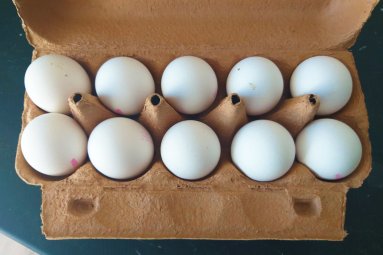 Eier zum Eierfärben