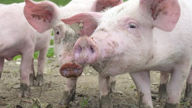 ... glückliche Alpschweine