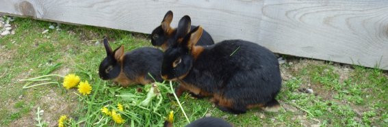 Schlappold kleine Hasen