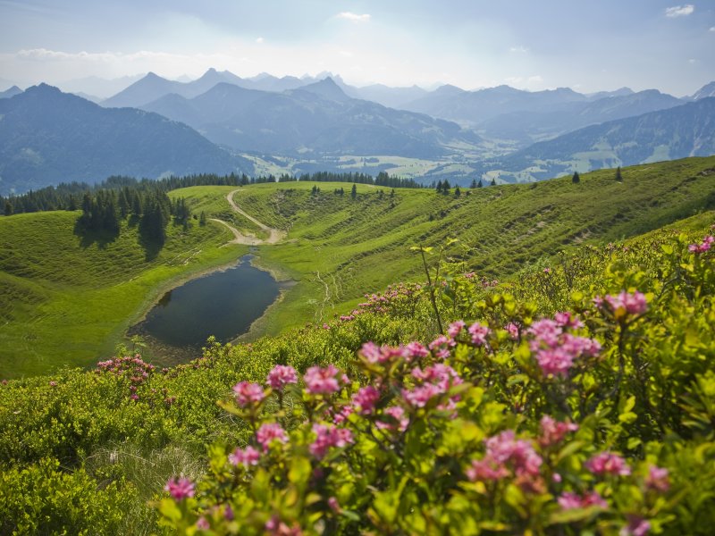 Alpenrosen Panorama