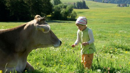 Kuh mit Kind