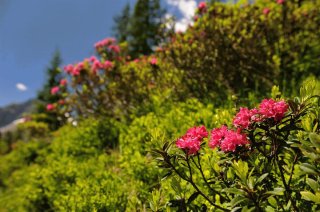 Alpenrosenblüte