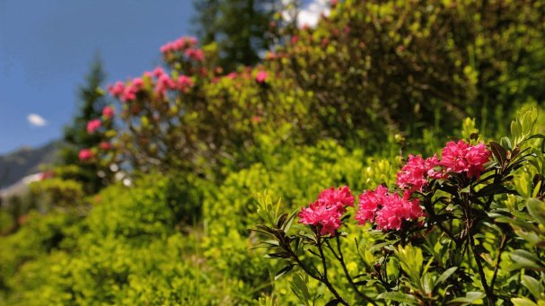 Alpenrosenblüte