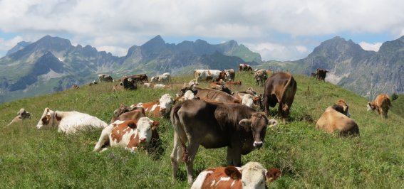 Jungvieh Rappenalpe