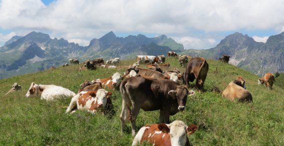 Jungvieh Rappenalpe