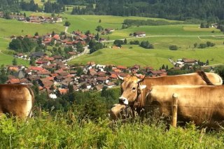 Blick auf Niederdorf mit Kuh