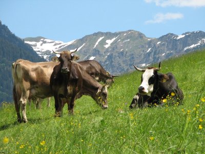 Glückliche Kühe