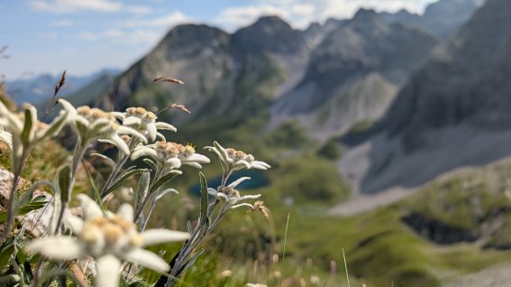 Edelweiß