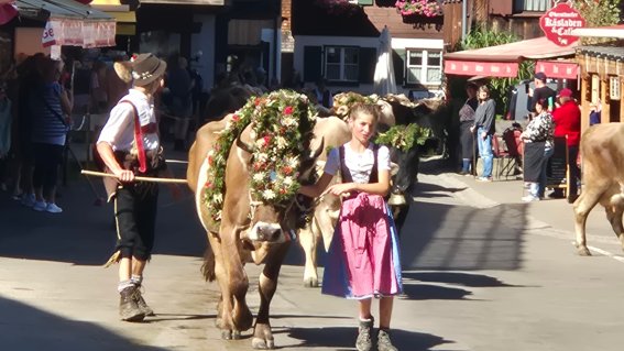 Matthäustag 2025 in Oberstdorf EinHirte mit einem Kranzrind und ein Mädchen gehen durch das Dorf. Viele Menschen schauen zu. Es ist ein sonniger Tag - Matthäustag und Alpabtrieb.