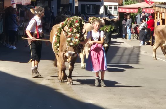 Matthäustag 2025 in Oberstdorf EinHirte mit einem Kranzrind und ein Mädchen gehen durch das Dorf. Viele Menschen schauen zu. Es ist ein sonniger Tag - Matthäustag und Alpabtrieb.