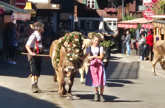 Matthäustag 2025 in Oberstdorf EinHirte mit einem Kranzrind und ein Mädchen gehen durch das Dorf. Viele Menschen schauen zu. Es ist ein sonniger Tag - Matthäustag und Alpabtrieb.