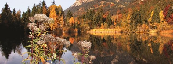 Herbstlaub