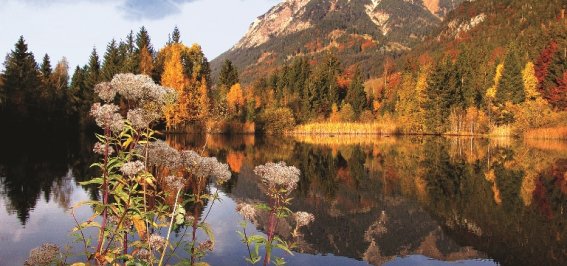 Herbstlaub