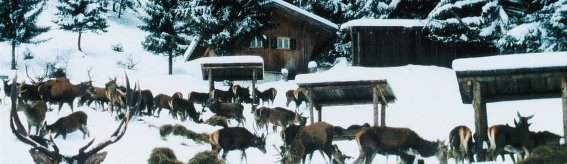 Alpenwildpark (1)