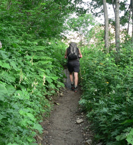 Waldweg zur Enzianhütte Waldweg zur Enzianhütte