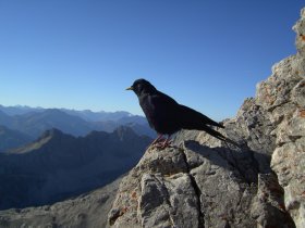 Berg- bzw. Alpendohle