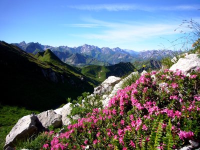 Alpenföhn