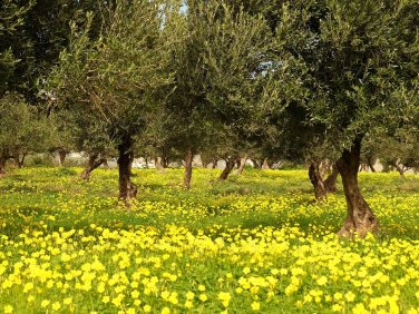 Blumenmeer im Olivenhain mn-min