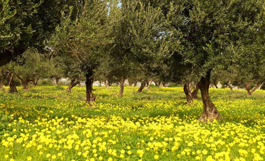 Blumenmeer im Olivenhain mn-min