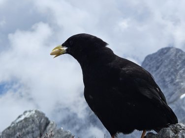Karwendel-Durchquerung Dohle