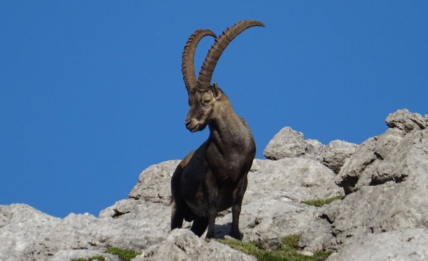Alpintrekker Steinbock
