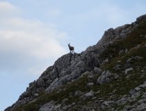 Steinbock