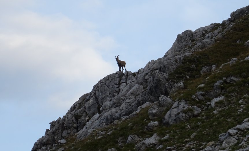 Steinbock