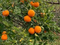 Orangen
