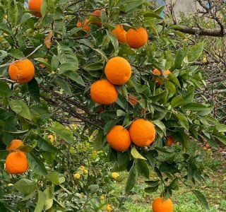 Orangen