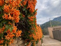 Soller Gasse