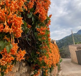 Soller Gasse