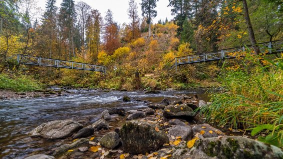 Haslachmündung Herbst © KlausHansen (3)