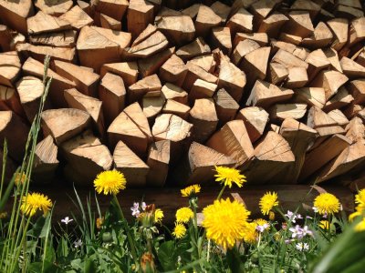 Im Frühling blüht für kurze Zeit der Löwenzahn auf den Wiesen und taucht sie in ein leuchtendes Gelb. Wunderschön anzusehen vermittelt das in Kombination mit dem Holzstapel die Heimeligkeit, nach der wir uns alle so sehnen.