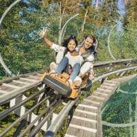 Der Alpsee Coaster