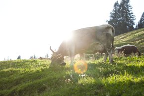 Allgäuer Heumilch